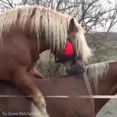 人做愛看多了，來看看馬做愛吧