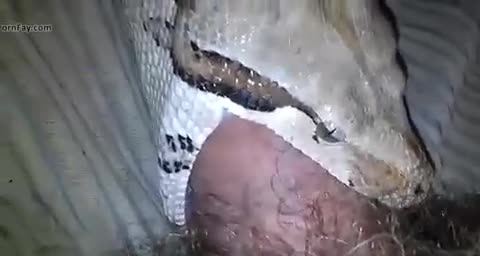 把蛇的嘴當小穴來插_色情影片